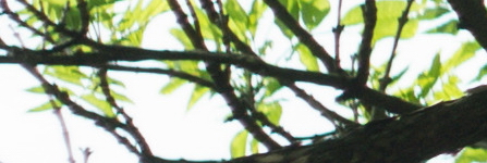 Carl Zeiss Jena DDR Pancolar 1,8/50mm MC electric (M42)