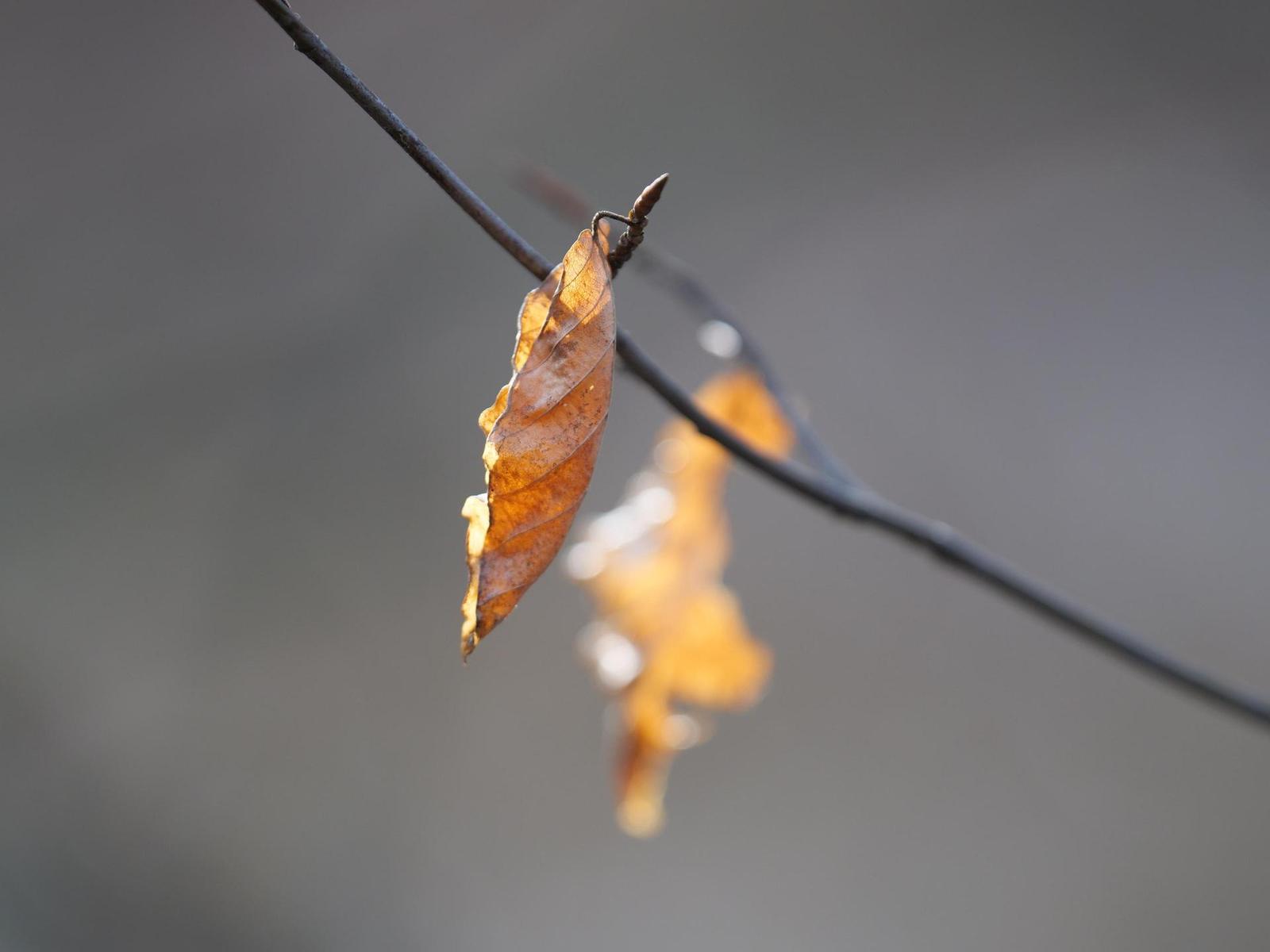 Panasonic Leica DG Elmarit 200mm / F2.8 / Power O.I.S.