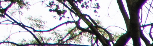 Canon RF 24-105mm f/4 L IS USM