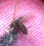 HP Photosmart R707: Šikovný kompakt v nezvyklém balení