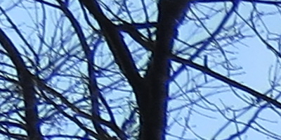 Canon PowerShot SX50 HS: překvapivá kombinace