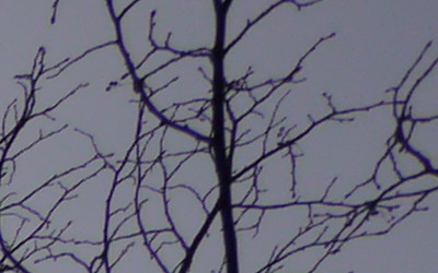 Panasonic LUMIX G VARIO 7-14mm F4.0