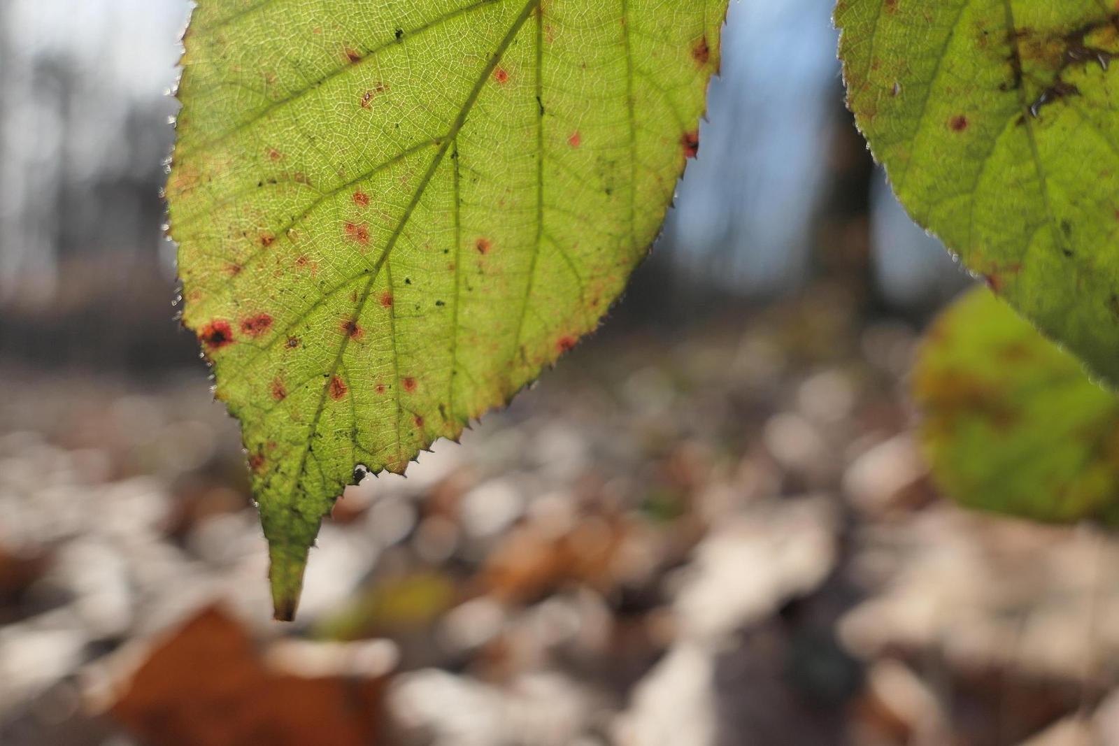 Panasonic Lumix LX15: noční borec