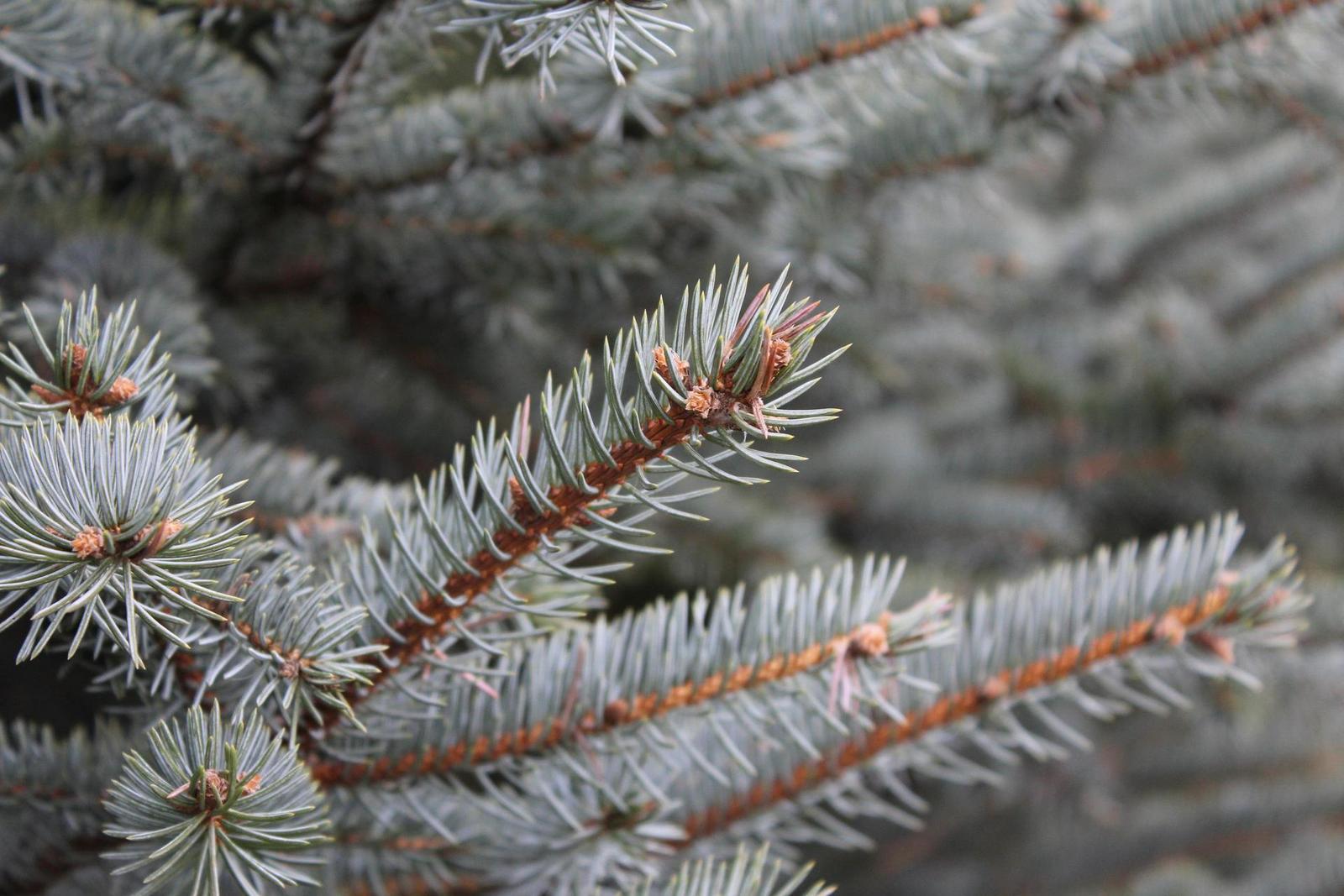 Canon EOS 1200D: vylepšený základ