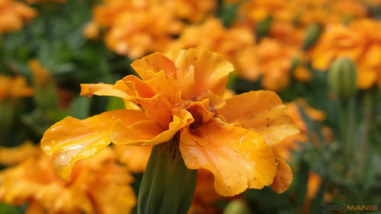 Nokia 808 PureView: mobilní zrcadlovkobijec