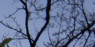 Nikon Coolpix A: velmi příjemná (ne)výraznost