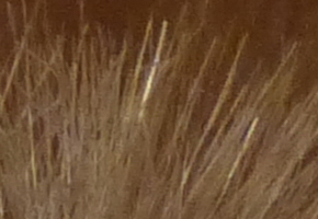 Panasonic Lumix TZ30: pokračovatel slavného rodu?