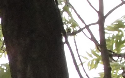 Olympus M.Zuiko Digital 40-150 mm F4-5,6 + nová R verze