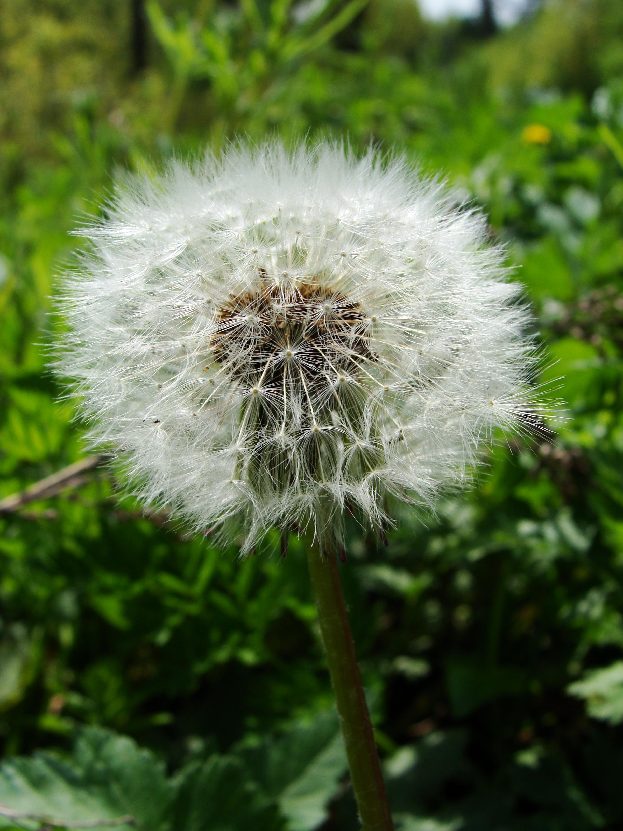 Sony DSC-H10: nejen levný ultrazoom