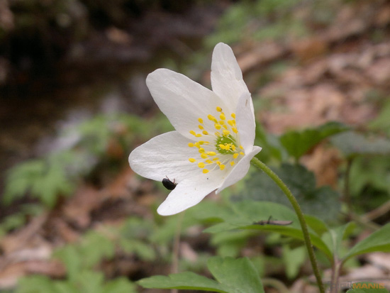 Fotíme mobilem: Zapovězené makro?