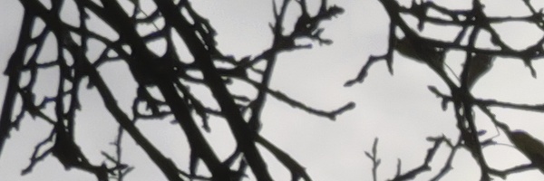 Panasonic Leica DG Vario-Elmarit 12-35mm / F2.8 ASPH. / Power O.I.S