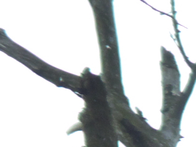 Samsung EX1: příjemné překvapení