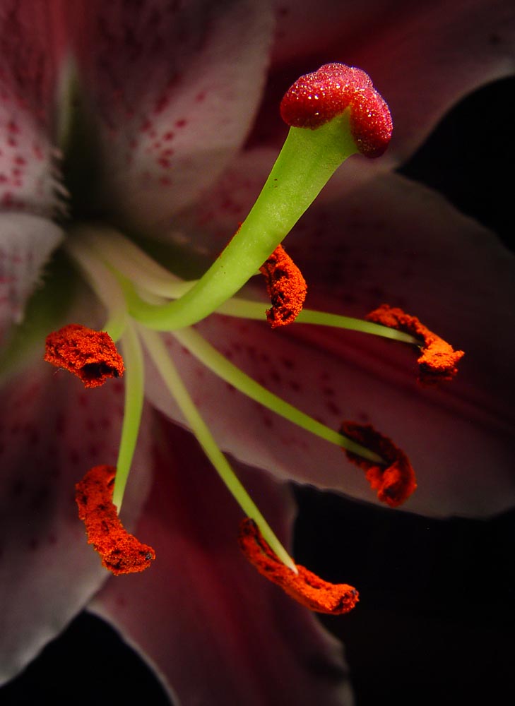 Tipy a triky nejen pro začátečníky, díl 12. - Fotografujeme květiny