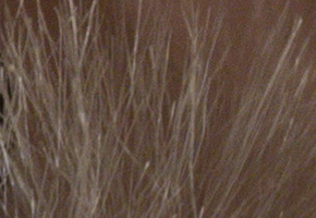 Olympus PEN E-PL5: s výkonnějším srdcem