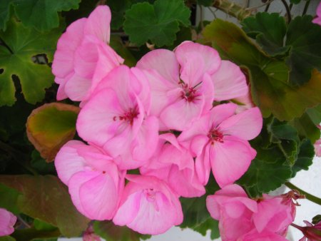 Coolpix L3: levný automat v praxi