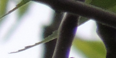 Nikon Coolpix P510: lovec rekordů