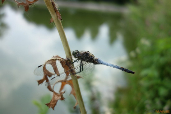 Sony Cyber-shot RX100: terminátor zrcadlovek