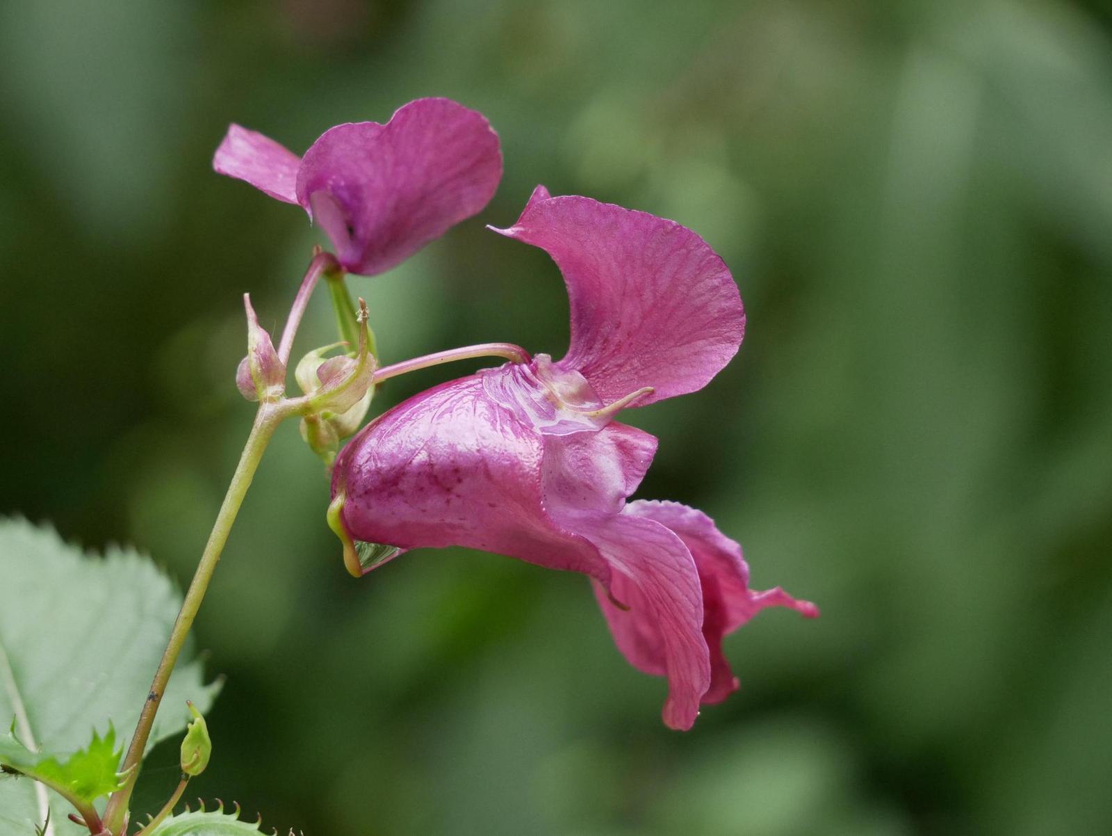 Panasonic Lumix G80: takřka dokonalost