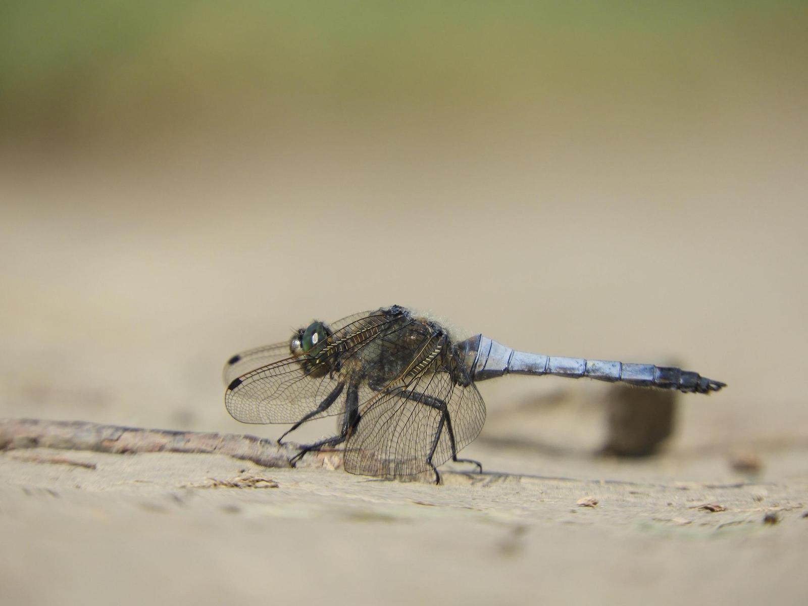 Nikon Coolpix B700: přírodovědec