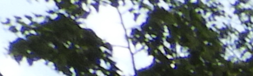 Nikon Coolpix B700: přírodovědec