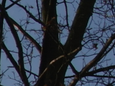 Samsung NX100: "zrcadlovka" do kapsy