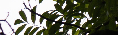 Panasonic Lumix S Pro 70-200mm F4 O.I.S.