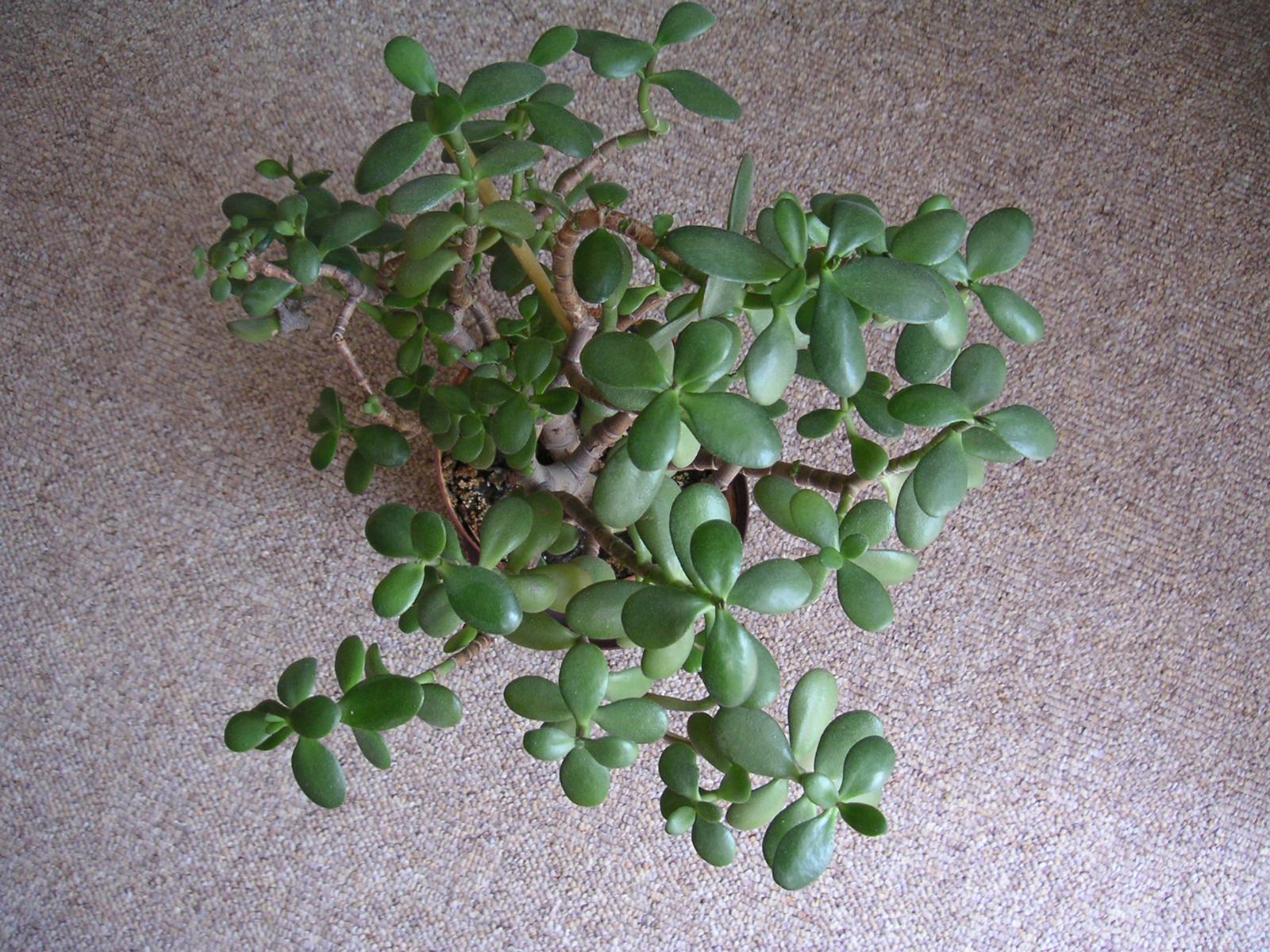 Minolta DiMAGE Xt: ještě menší a krásnější