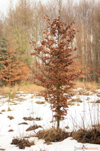 Srovnávací test pevných 50mm objektivů