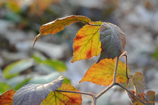 Nikon 1 NIKKOR 30-110mm 1:3,8-5,6 VR