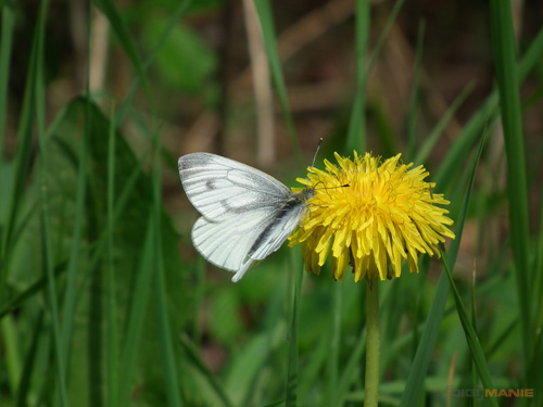 Fujifilm FinePix HS10: ultrazoom roku?