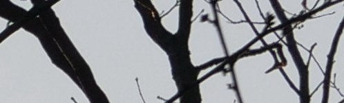 Panasonic Leica DG Vario-Elmarit 12-60mm / F2.8-4.0 ASPH. / Power O.I.S.