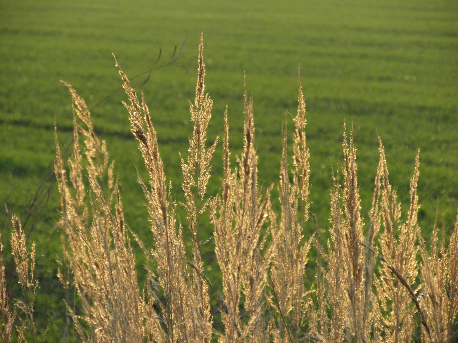 Canon PowerShot SX160 IS: více megapixelů i zoomu