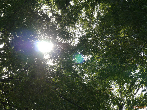 Panasonic Lumix G Vario 100-300mm F4-5,6