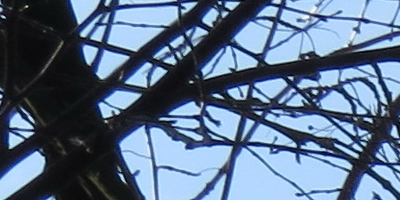 Canon PowerShot SX50 HS: překvapivá kombinace