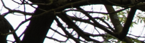 Canon RF 24-105mm f/4 L IS USM