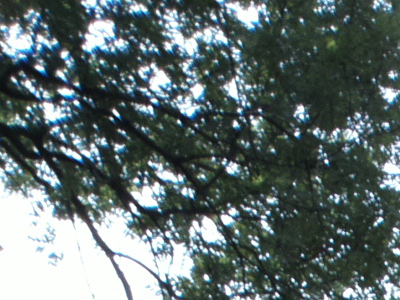 Nokia 808 PureView: mobilní zrcadlovkobijec