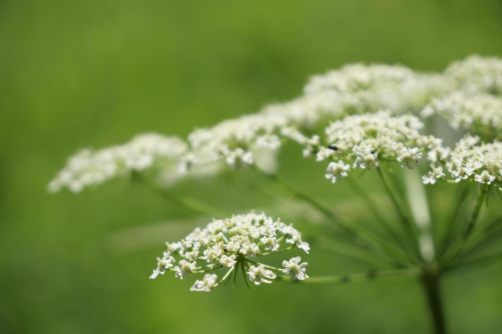 Sony Carl Zeiss Vario-Tessar T* 16-70mm F4 OSS (SEL1670Z)