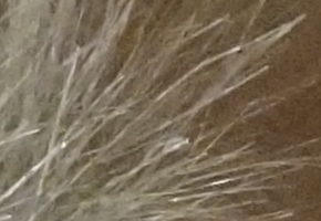 Sony NEX-5R: fázový posun k lepšímu?