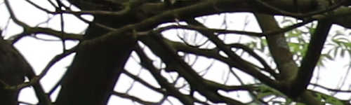 Canon RF 24-105mm f/4 L IS USM