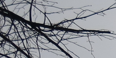 Canon PowerShot G15: lépe už to (asi) nepůjde