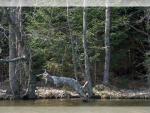 Poměr stran u digitální fotografie