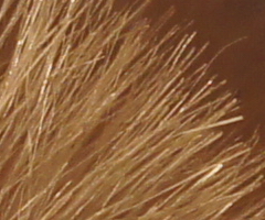 Sony SLT-A33: přesvědčivý revolucionář