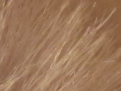 Canon IXUS 220 HS: multifunkční Karkulka