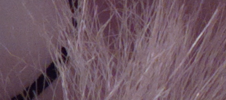 Nokia Lumia 1020 vs. 808 PureView