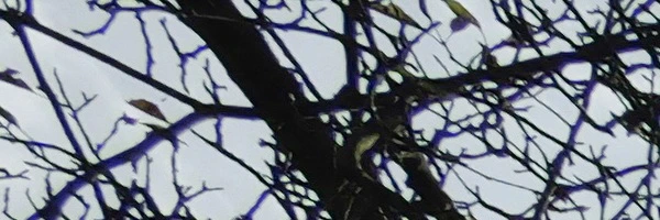 Panasonic Leica Summilux DG 9mm f/1.7 ASPH.