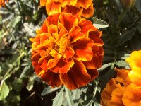 Videokamera s pevným diskem: Sony Handycam DCR-SR70