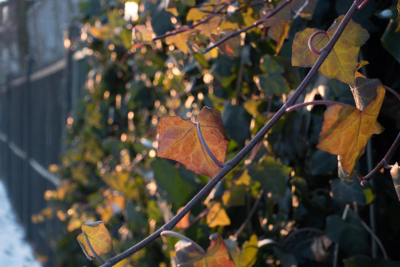 Souboj senzorů: jaký je rozdíl mezi 4/3" a 1,0" čipem?