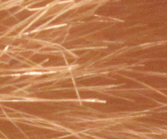 Canon EOS 500D: povedený pokračovatel rodu