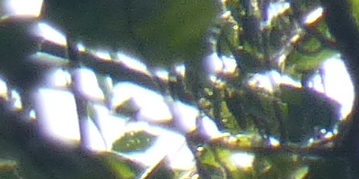 Panasonic Lumix TZ30: pokračovatel slavného rodu?