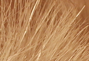 Canon EOS 60D: na pomezí dvou světů